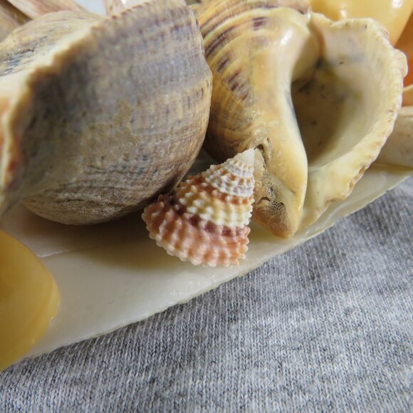 Hiatella arctica mother of pearl polished finish REAL with other shells - Picture 2 of 13